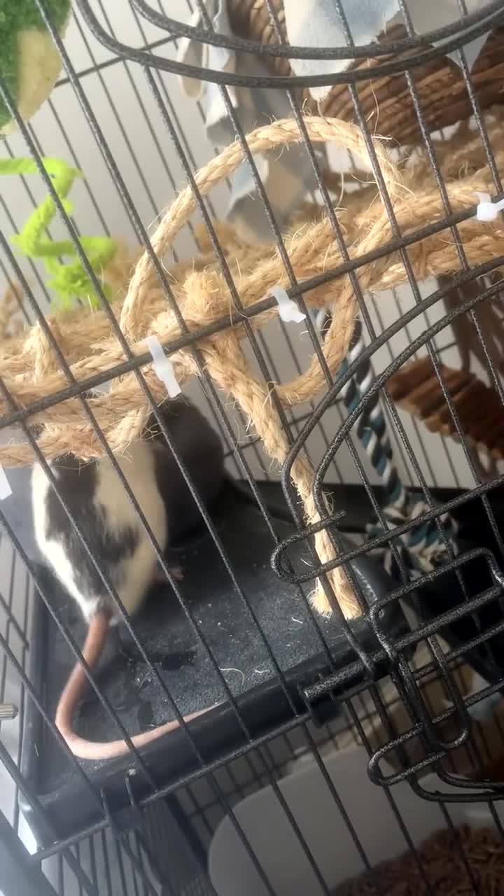 Rat rodents for sale: Loving Home needed in Weymouth - Video 1