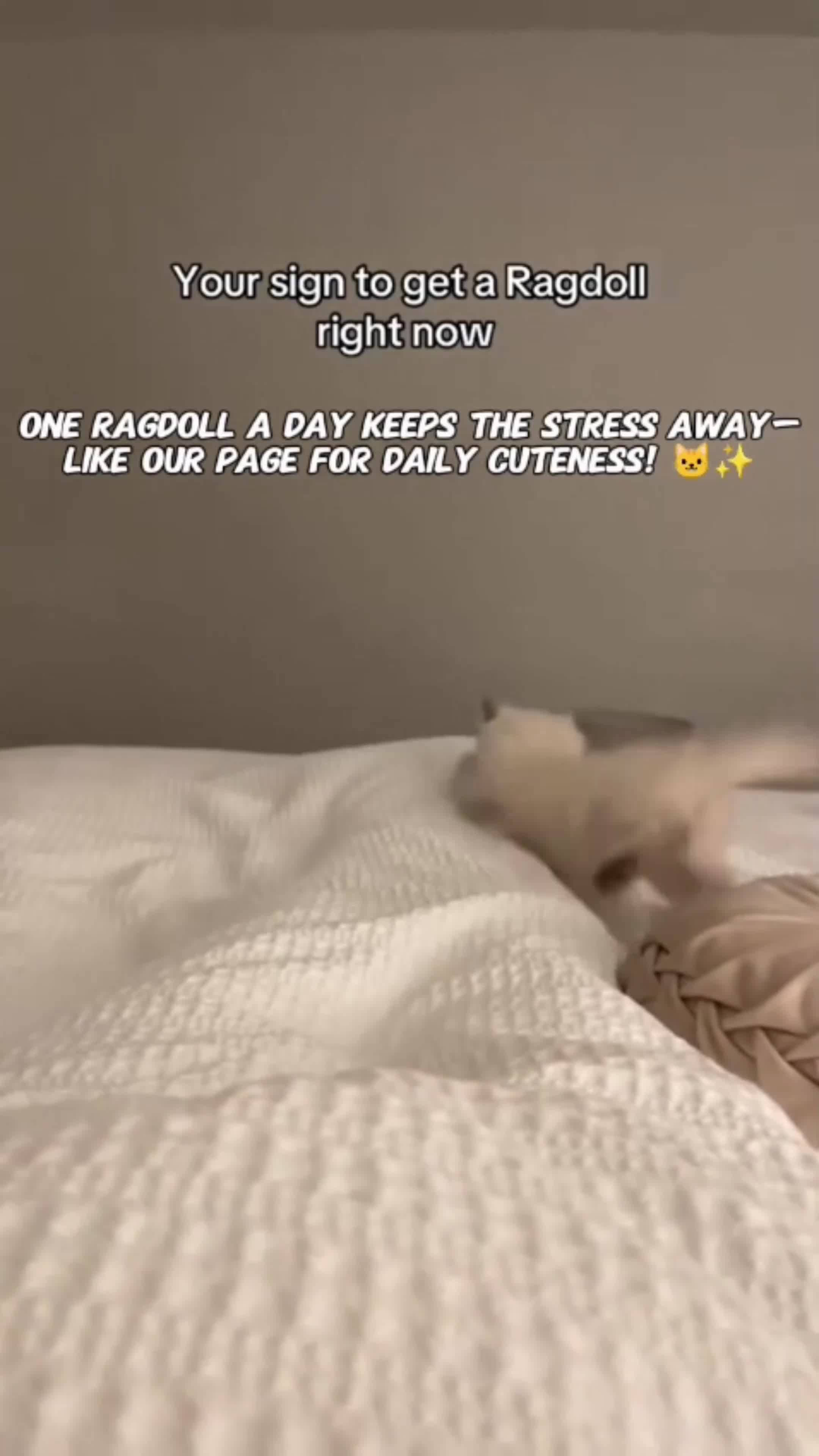 Ragdoll cats for sale: Beautiful Ragdoll kittens  - Video 1