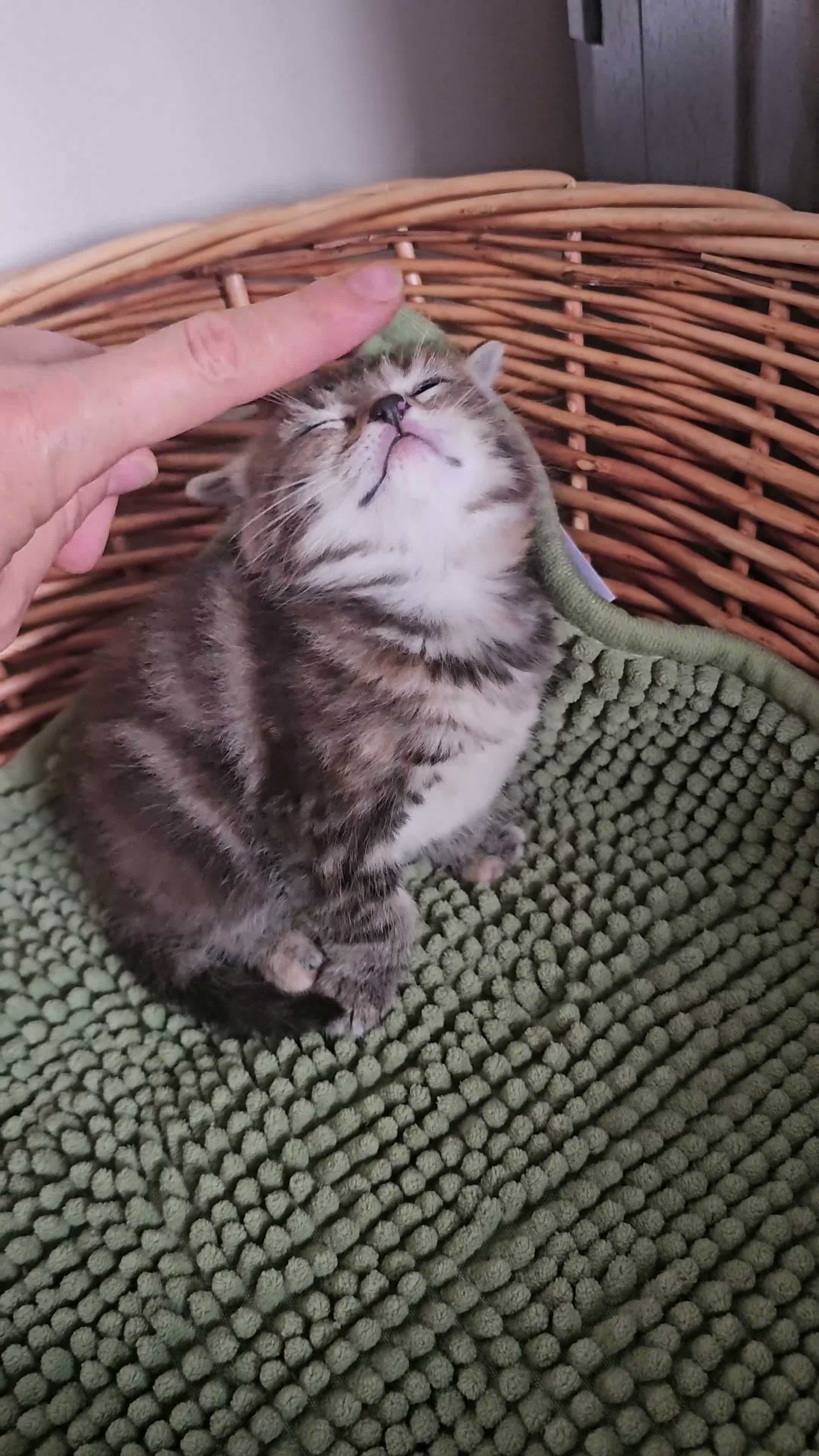 Mixed Breed cats for sale: Two adorable long fur kittens for sale in Telford - Video 1