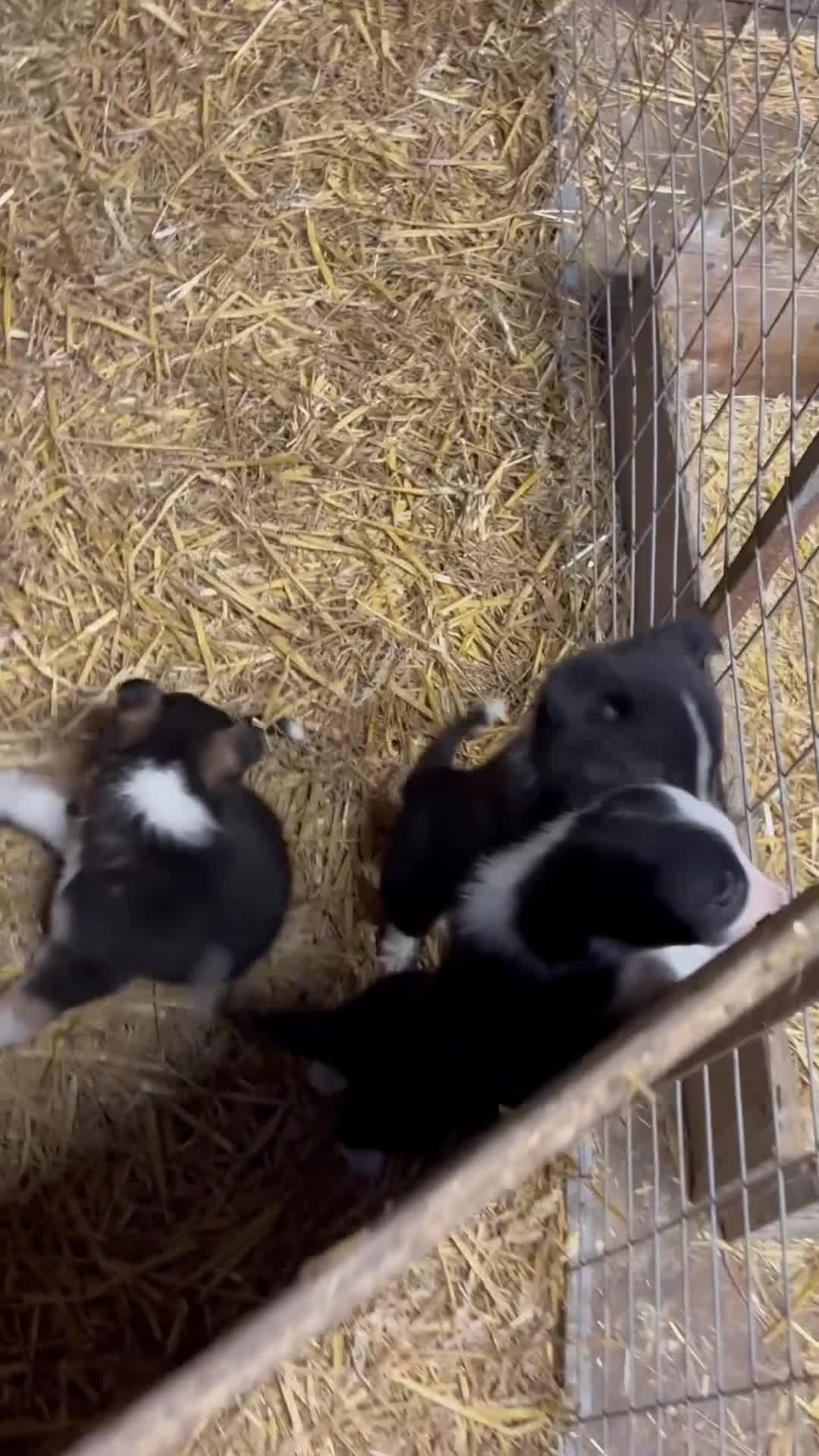 Border Collie dogs for sale: Stunning border collies  - Video 1