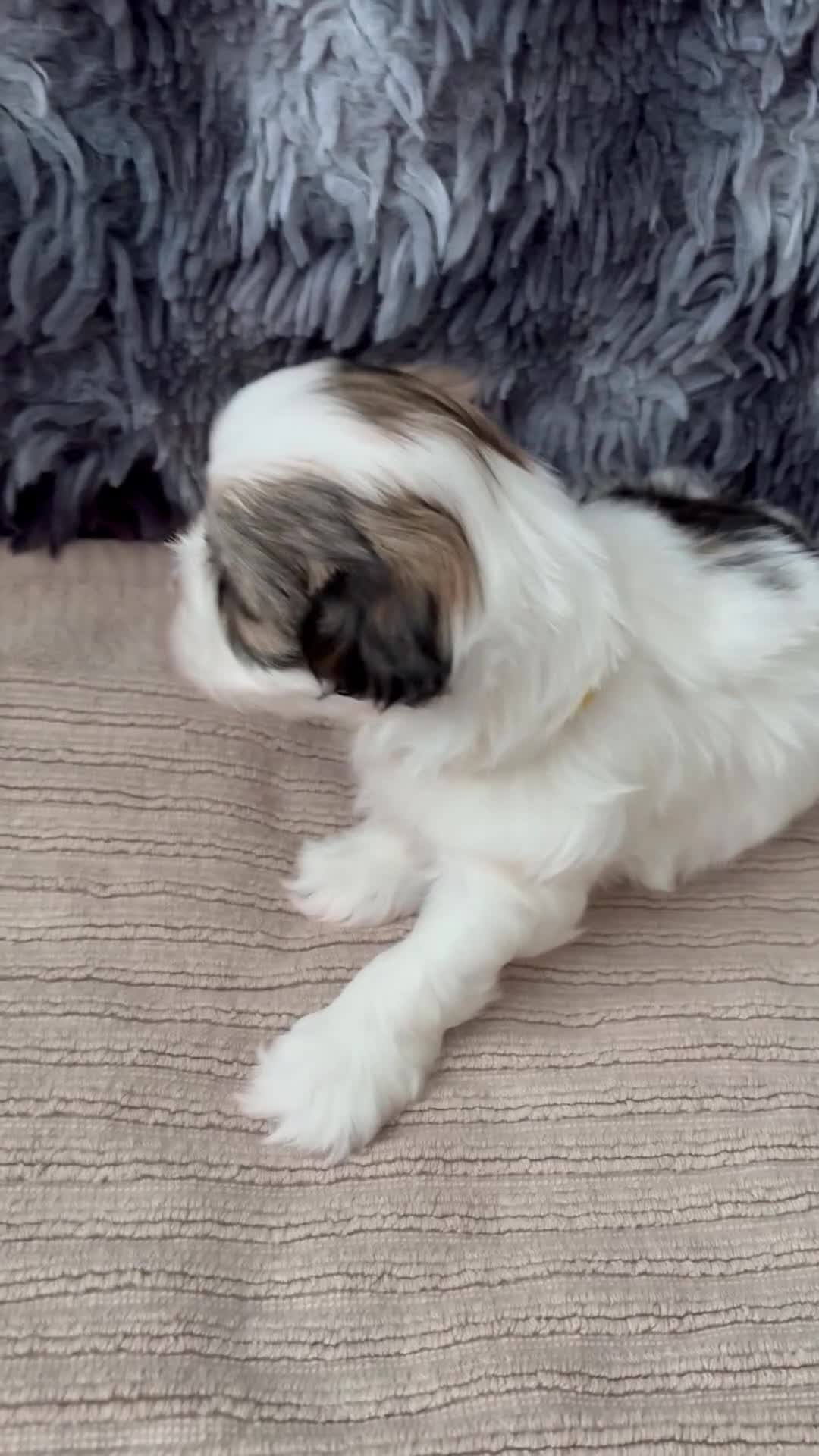 Lhasa Apso dogs for sale: KC Lhasa Apso Puppies – Ancestor of Shih Tzu - Video 1