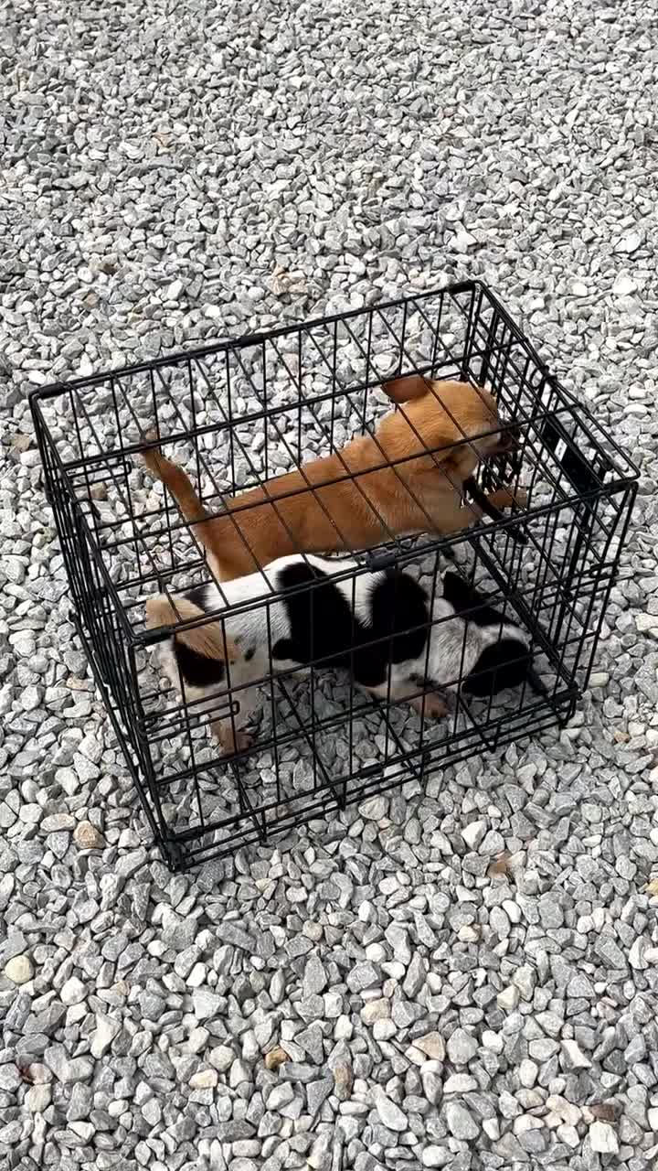 Chihuahua dogs for sale: Very Friendly  - Video 2