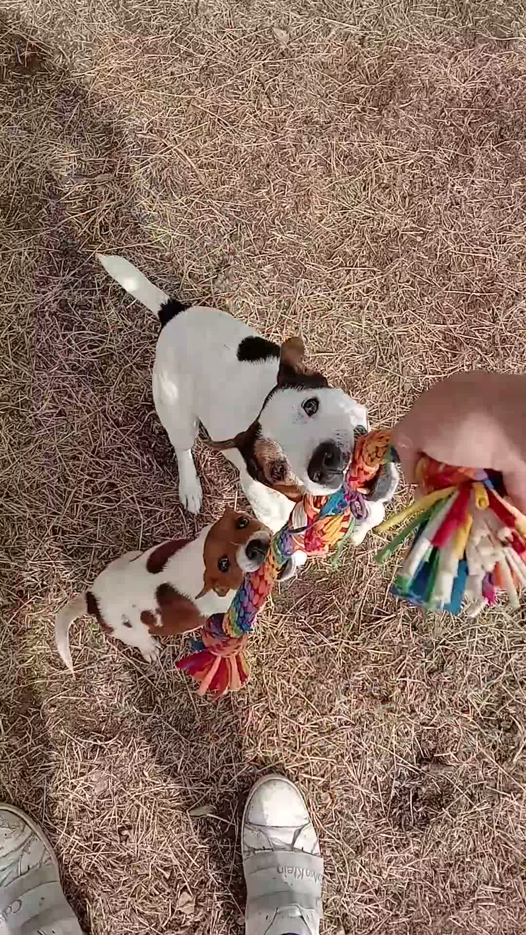 Jack Russell dogs for sale: Jack Russell bitch  - Video 1