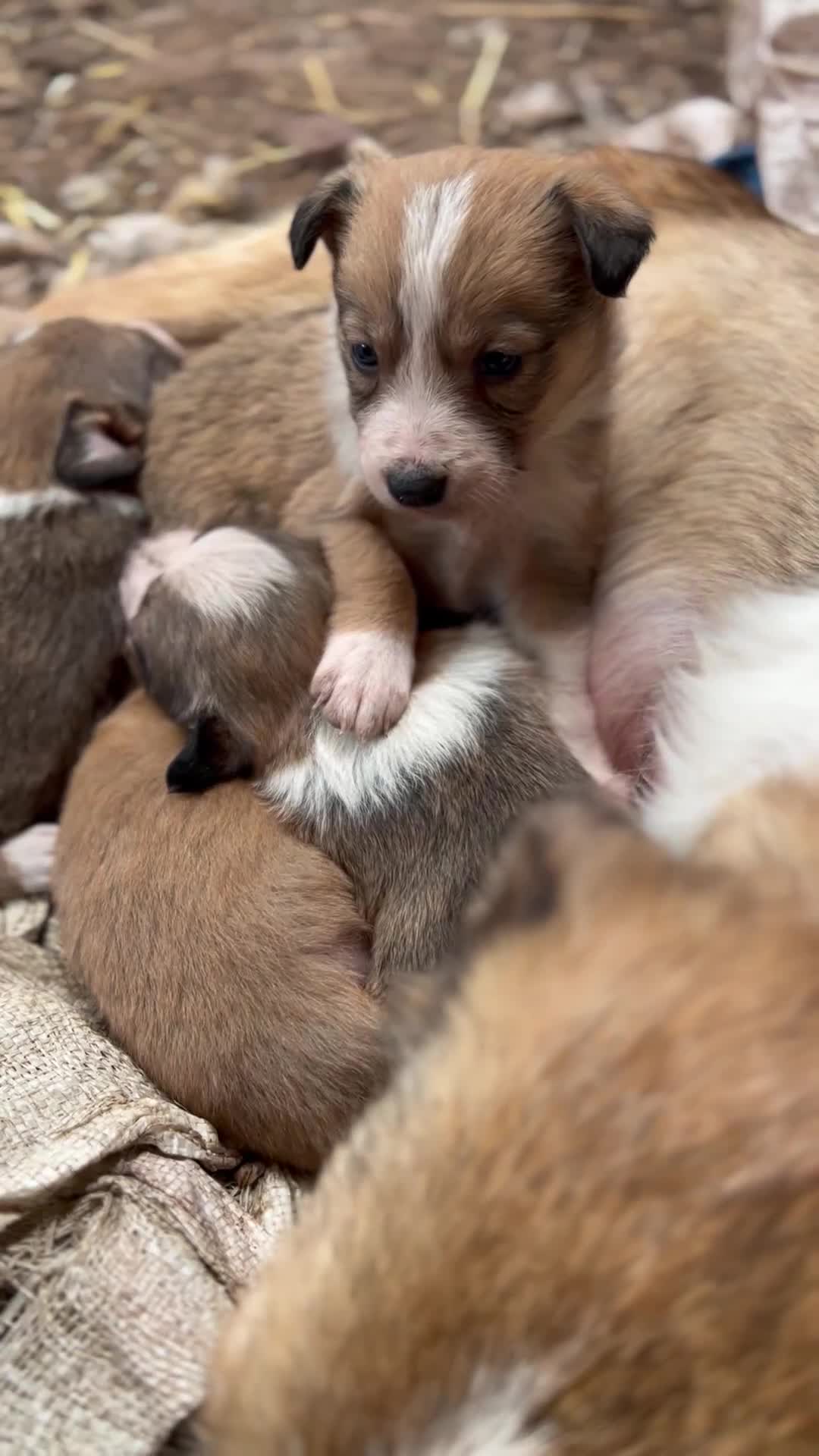 Border Collie dogs for sale: WSD PUPS LOOKING FOR LOVING HOMES - Video 2
