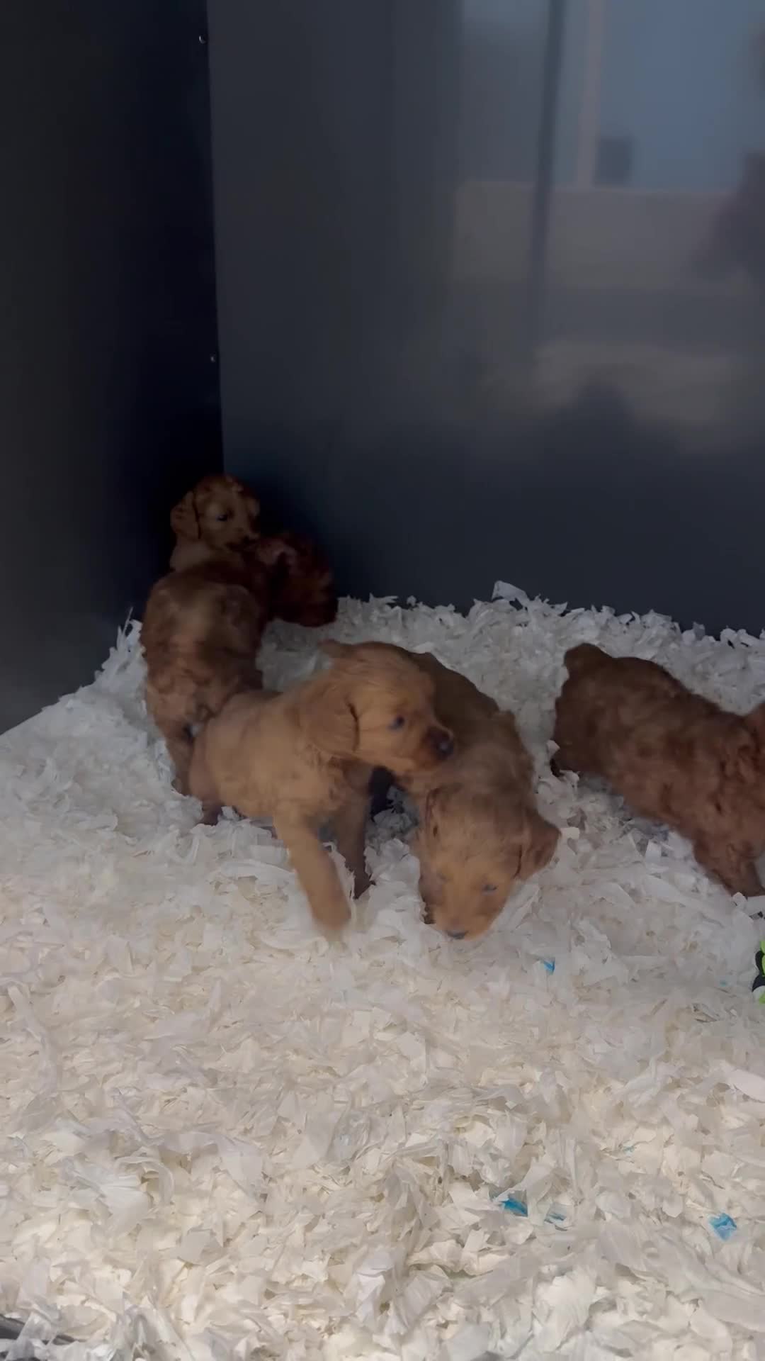 Cockapoo dogs for sale: Beautiful F2 cockapoo  - Video 1