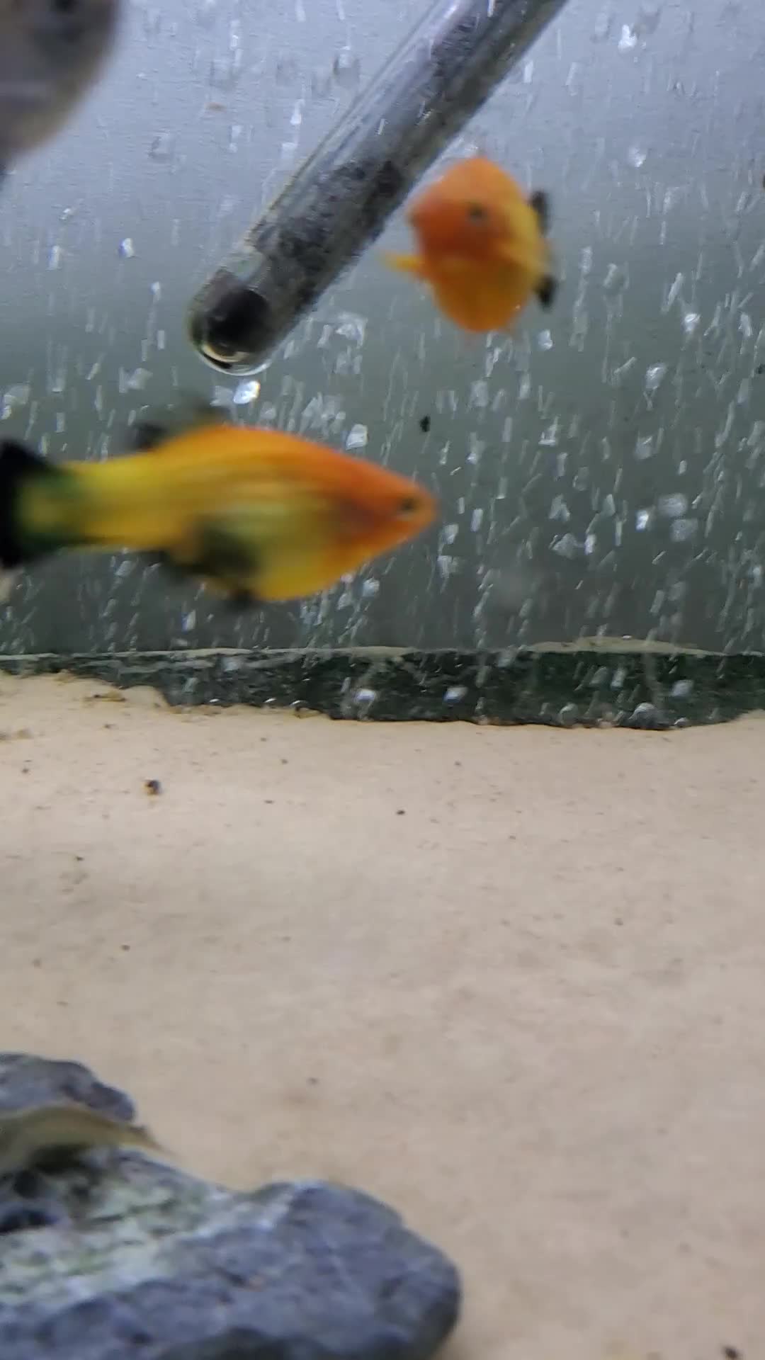 Platies fish for sale: 3 female orange platies for free - Video 1
