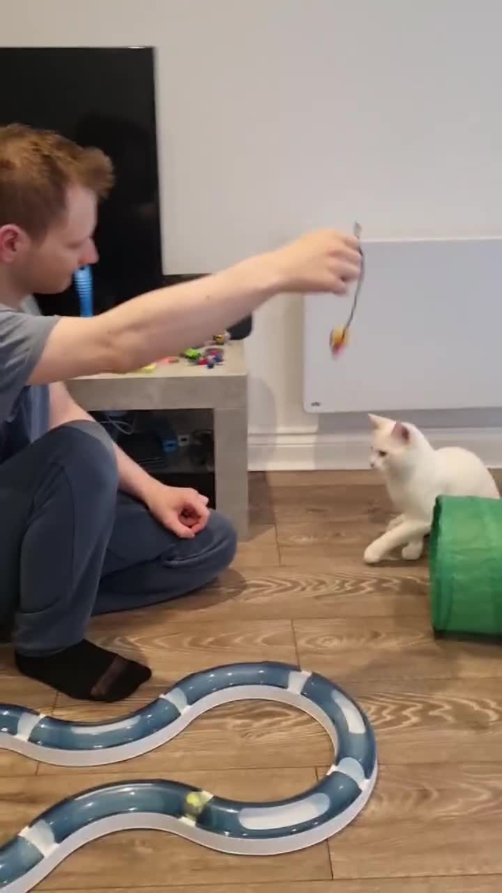 Siamese cats for sale: Flame point siamese  - Video 2