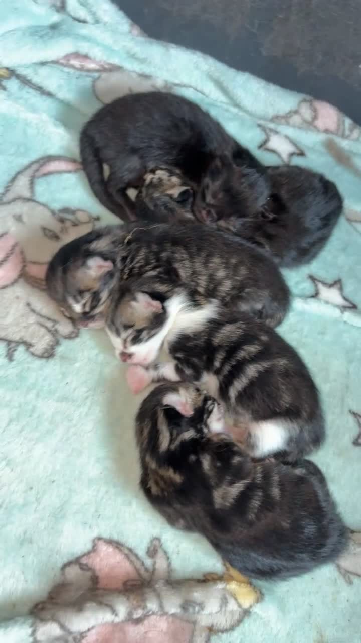 Maine Coon cats for sale: Maine coon kittens  - Video 3