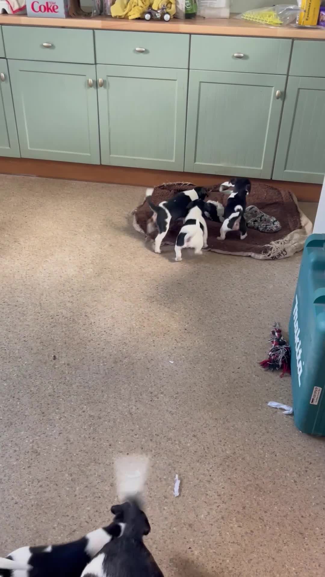 Jack Russell dogs for sale: Jack Russell pups for sale  - Video 1