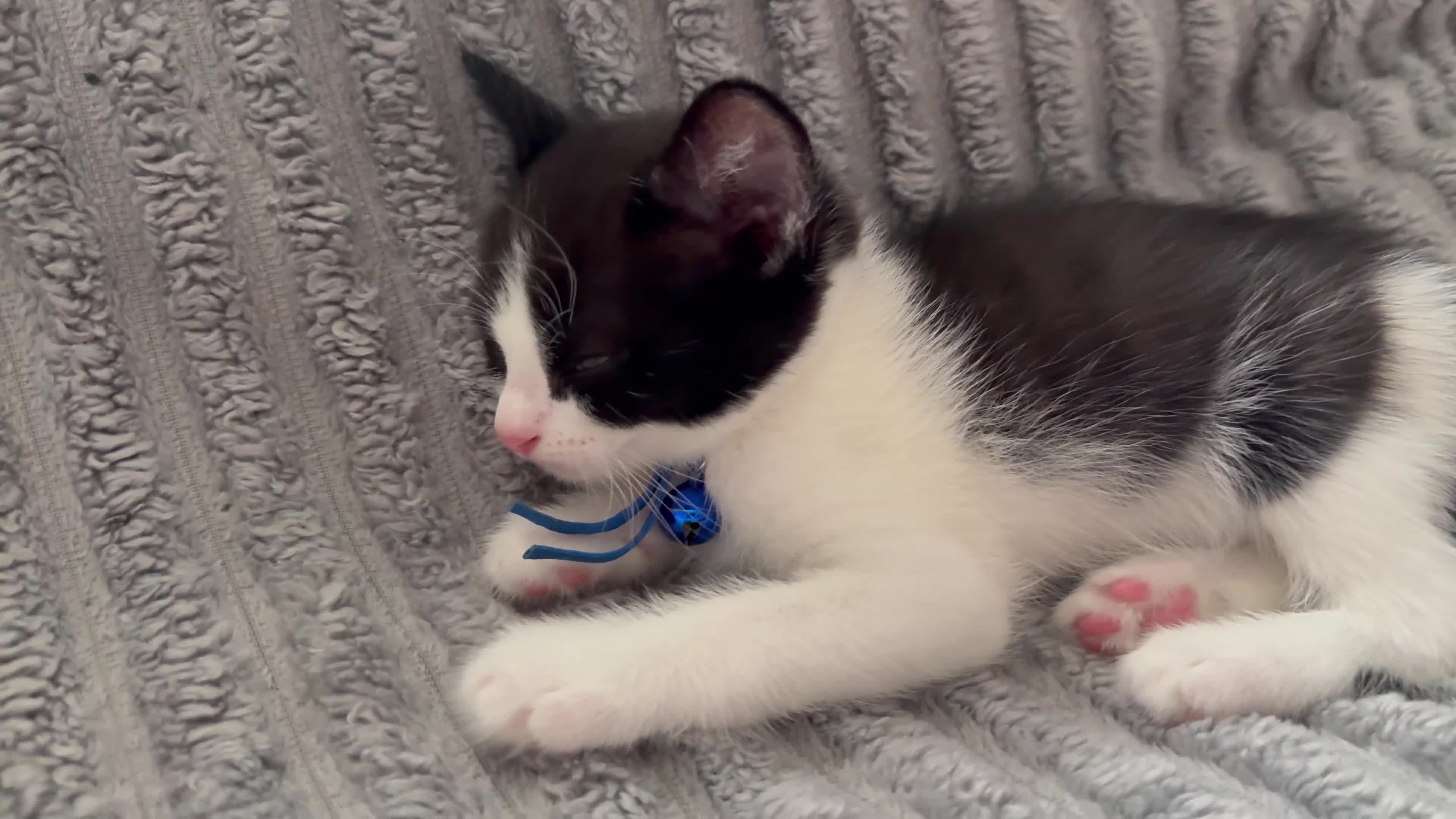 British Shorthair cats for sale: Black & white boy and girl kittens  - Video 3