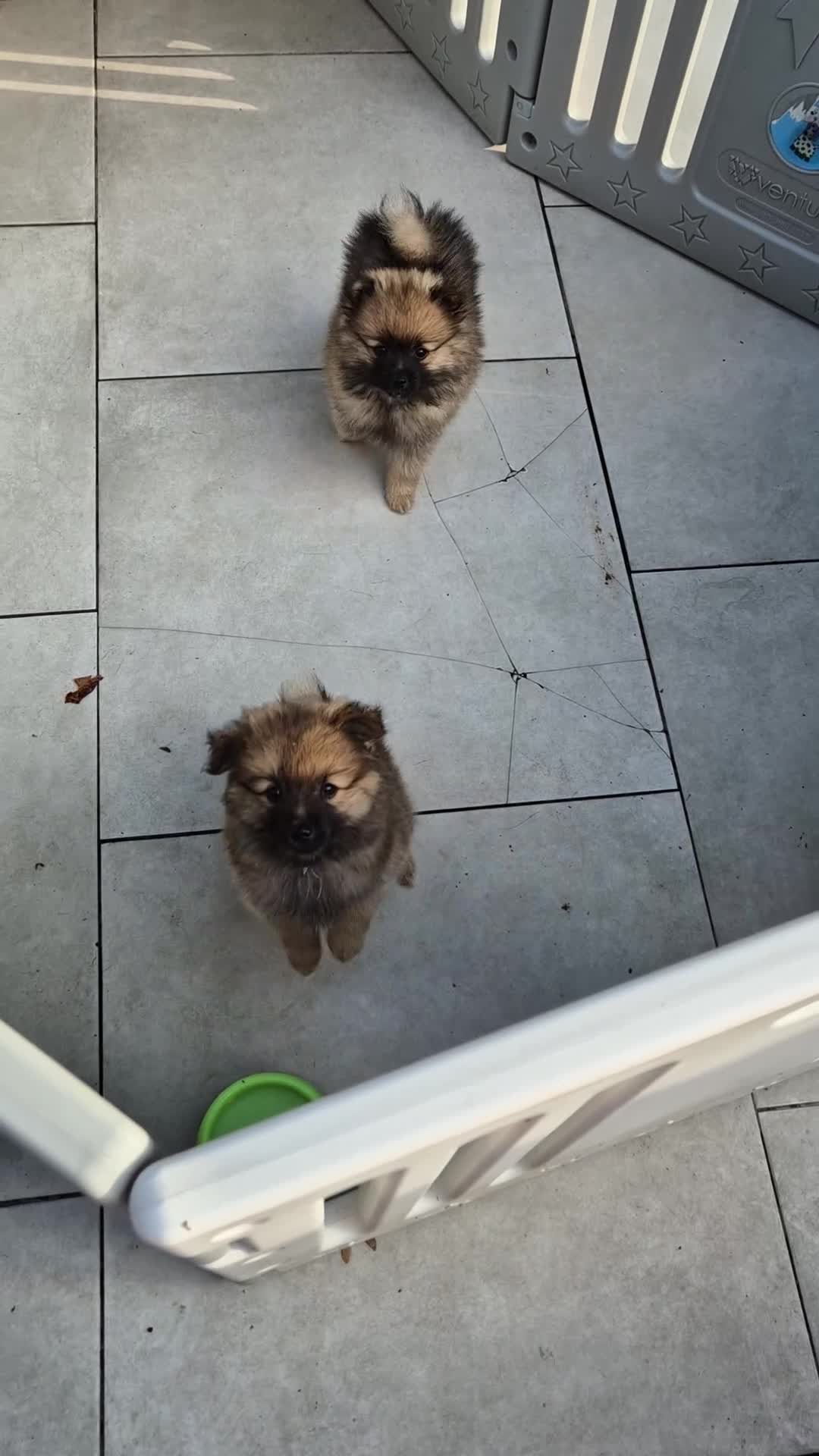 Pomsky dogs for sale: REDUCED PRICE: Cute Pomsky F1b puppies for sale  - Video 1