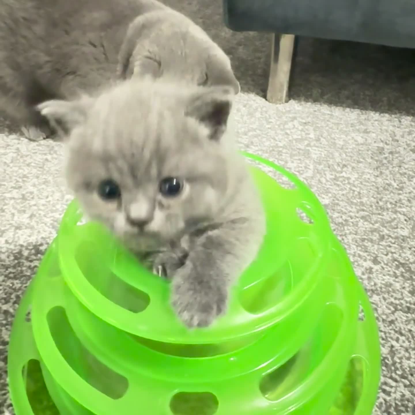 British Shorthair cats for sale: British Shorthair Kittens Available - Video 1