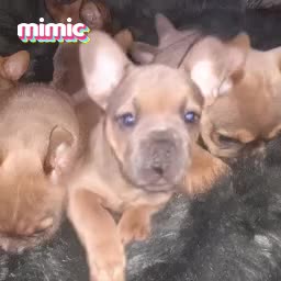 Mixed Breed dogs for sale: French bulldog x - Video 4