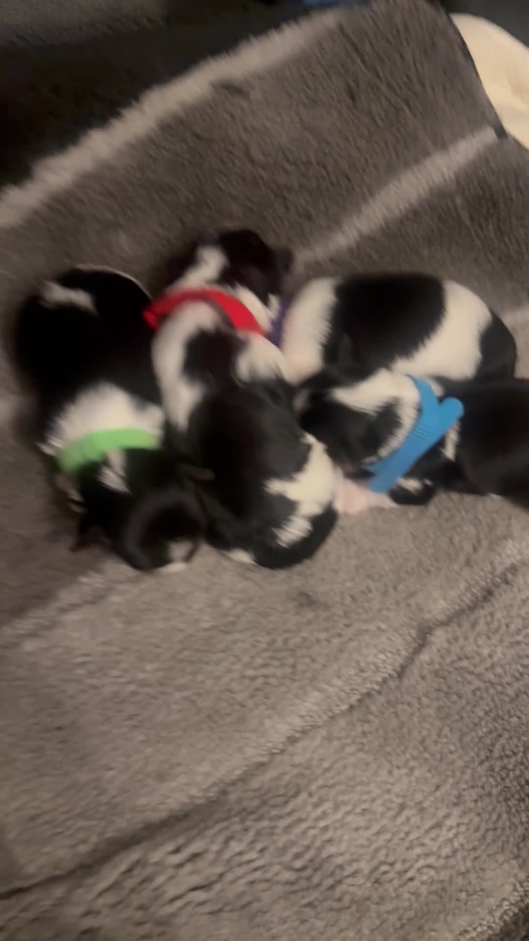 Biewer Terrier dogs for sale: 🐶 Beautiful Biewer Yorkshire Terrier Puppies🐶 - Video 2