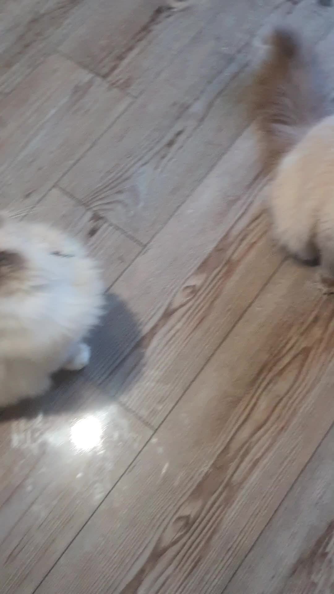 Ragdoll cats for sale: Sweet&Playful ragdolls - Video 4