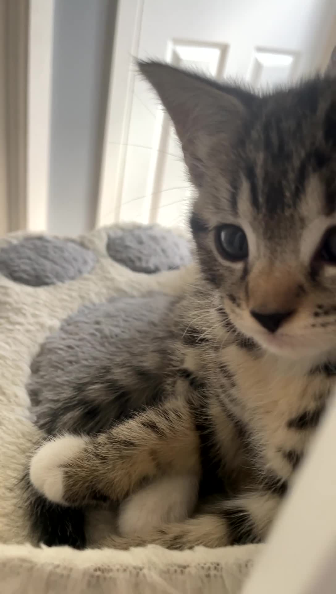 Mixed Breed cats for sale: Kittens for sale in Huntingdon - Video 1