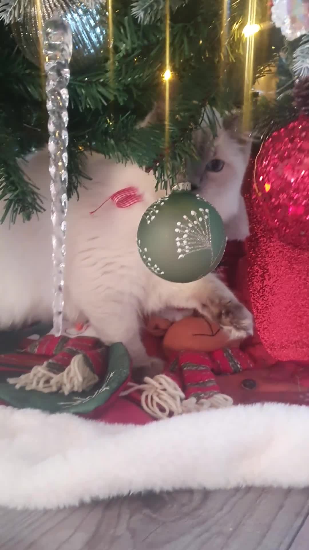 Ragdoll cats for sale: Mink & traditional Ragdolls - Video 1