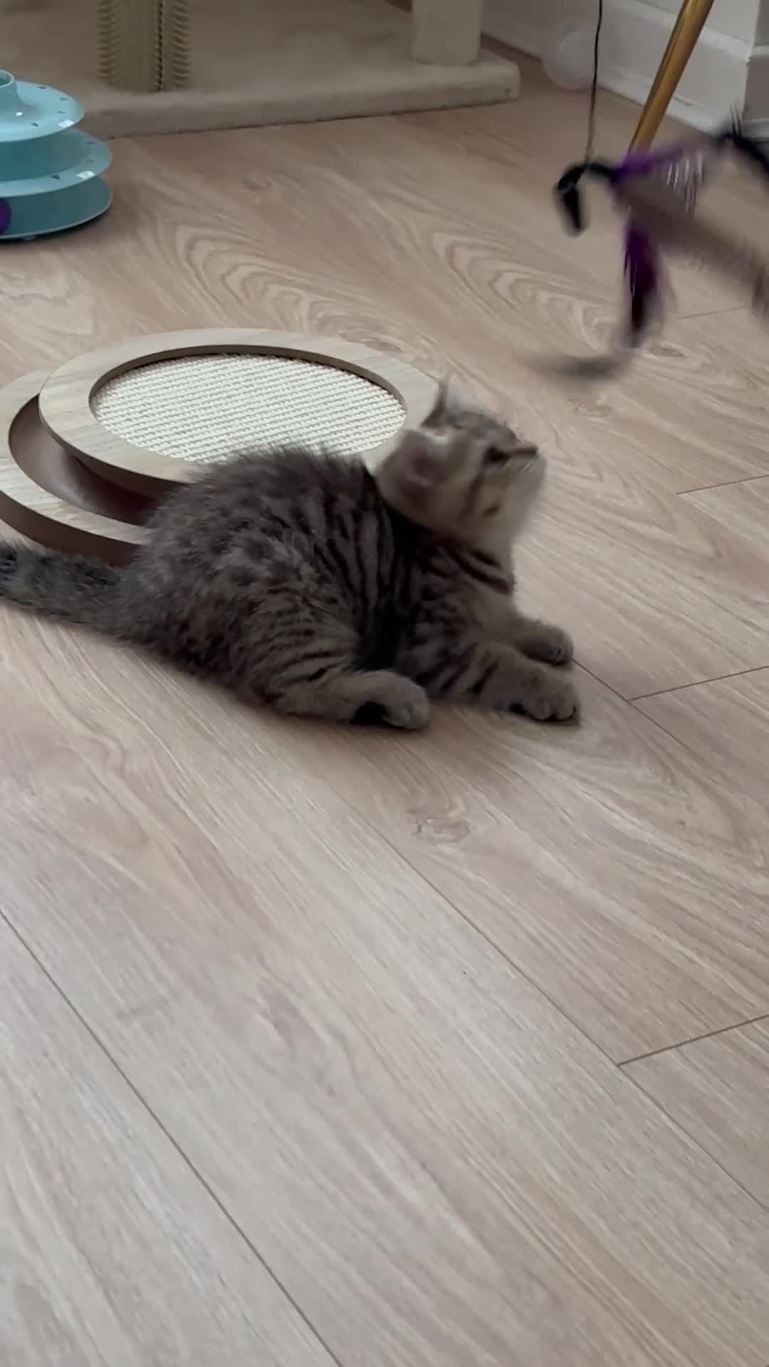 British Shorthair cats for sale: 🏆🌺Last Adorable little BSH Ready🏆 - Video 4