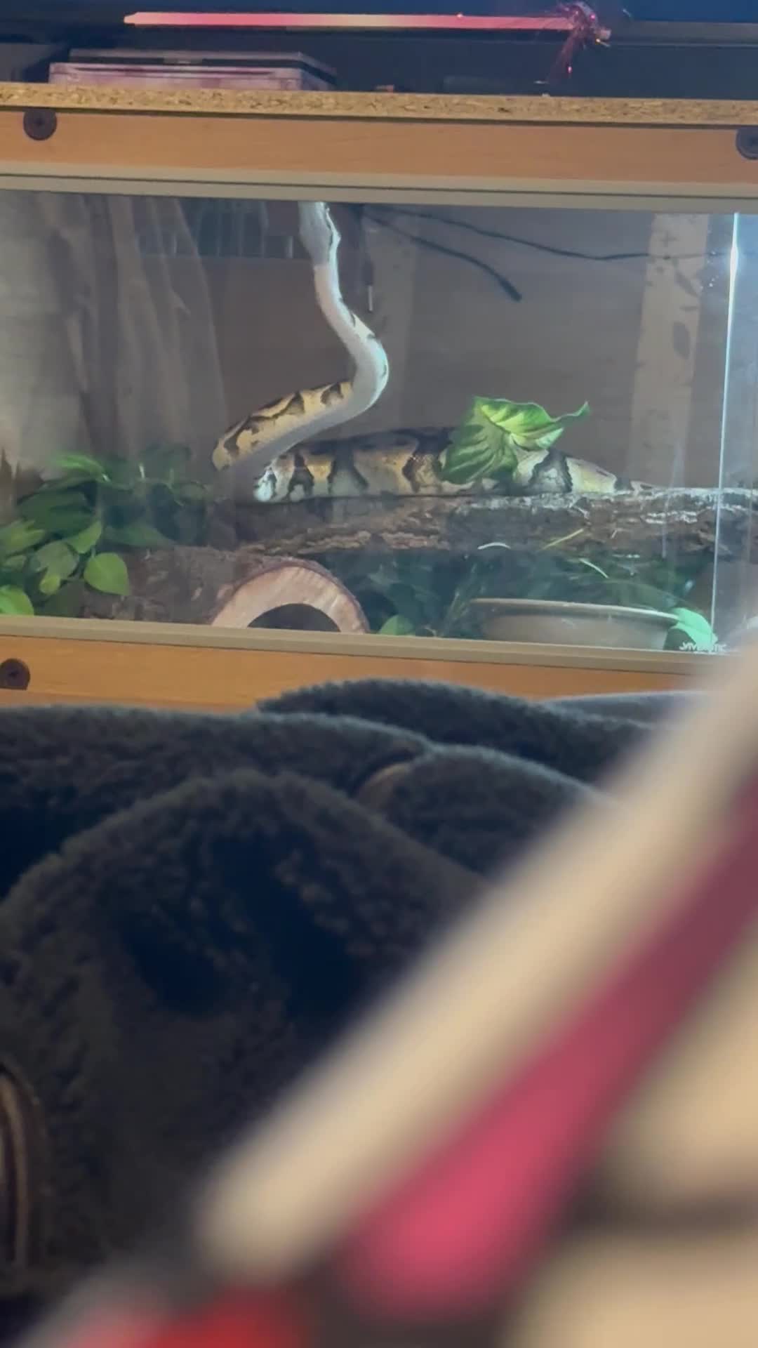 Python Snake reptiles for sale: Ball Python in Harlow - Video 1