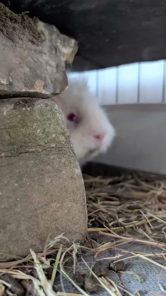 Guinea Pig rodents for sale: Rehoming 2 male guinea pigs in Northwich - Video 1