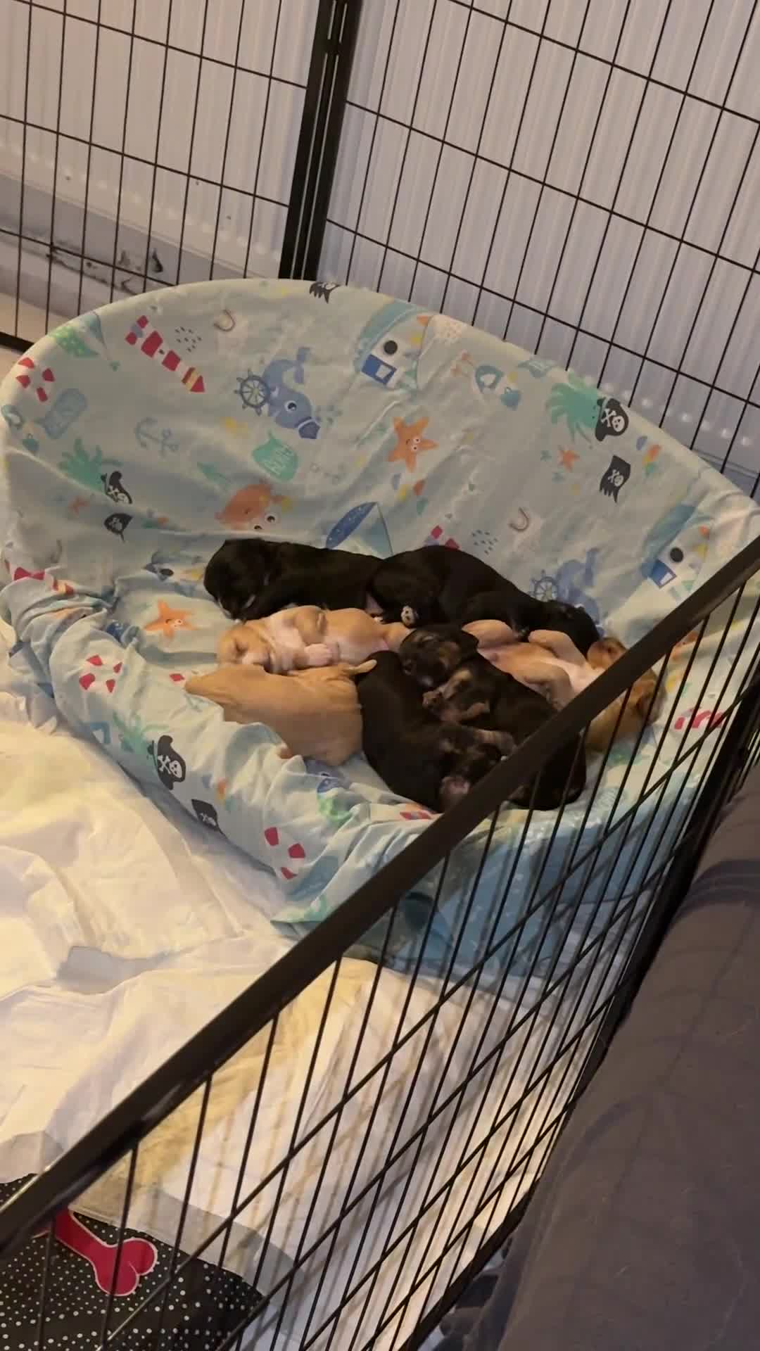 Cockapoo dogs for sale: Cockapoo puppies for sale in Walsall - Video 2