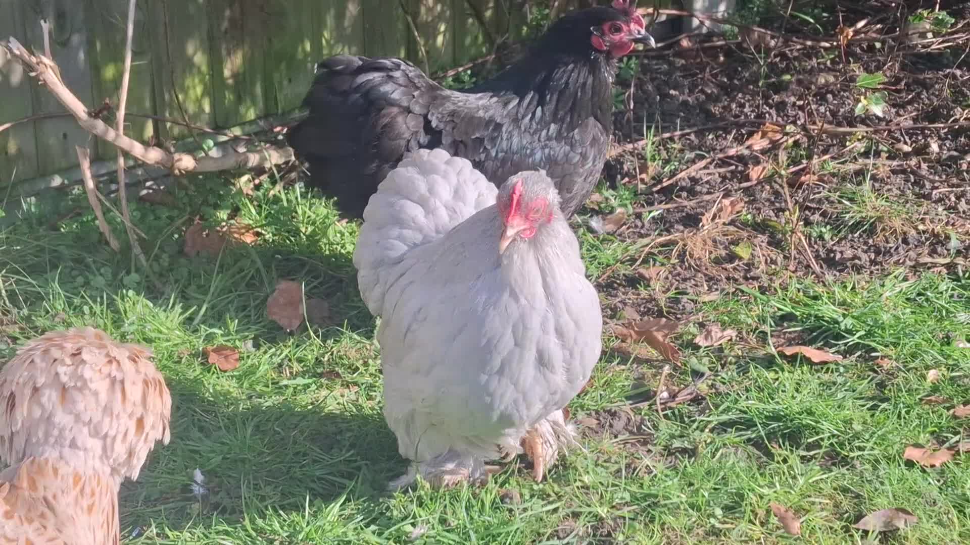 Chickens poultry for sale: 5 Bantam hens avaliable. 2 Polish and 3 Pekin POL - Video 2