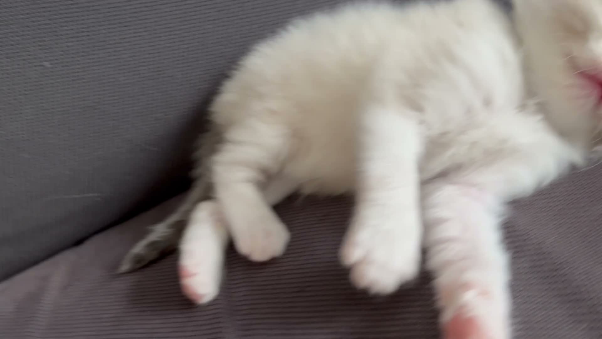 Ragdoll cats for sale: Pure ragdoll kittens sake London - Video 1