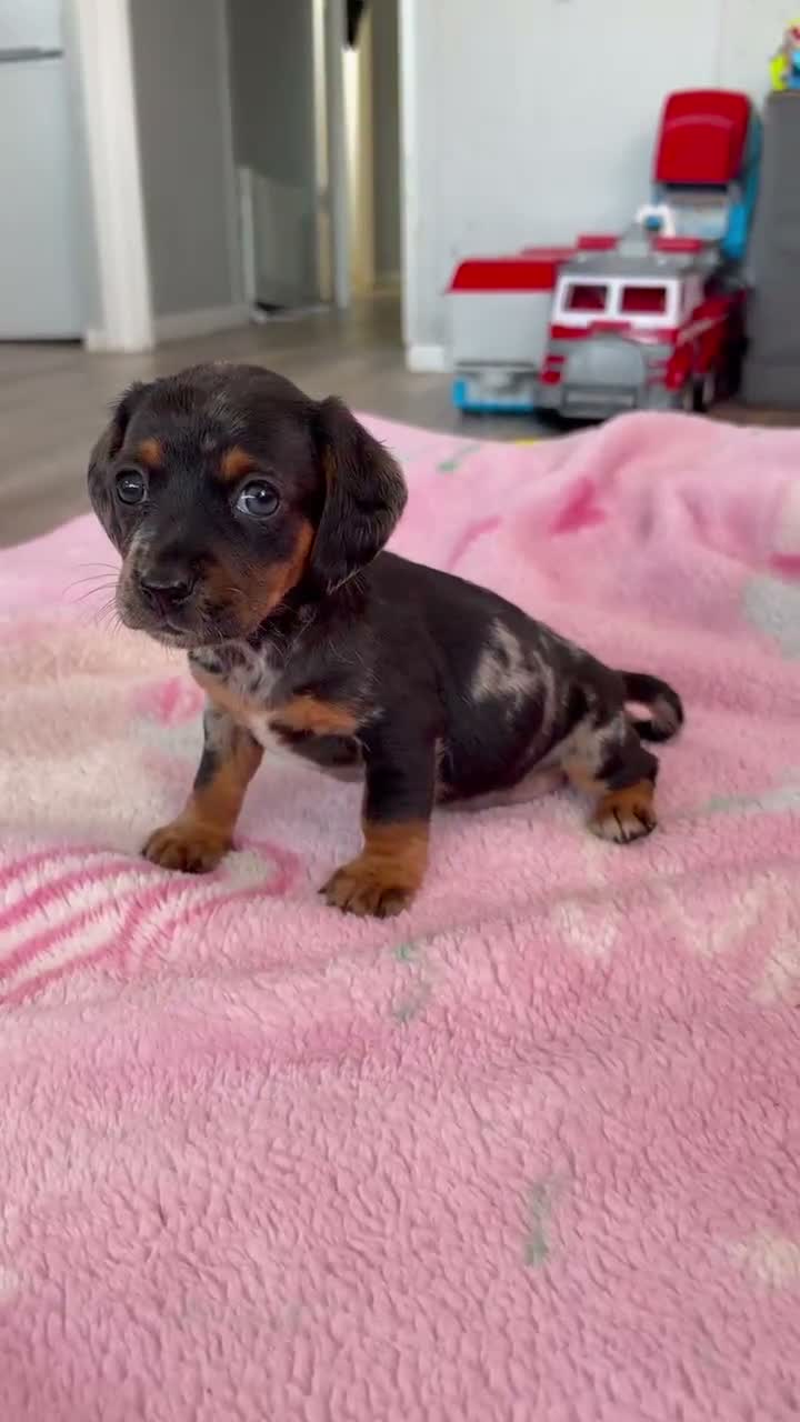 Mixed Breed dogs for sale: My beautiful Jack Russell X dachshund pups.  - Video 1