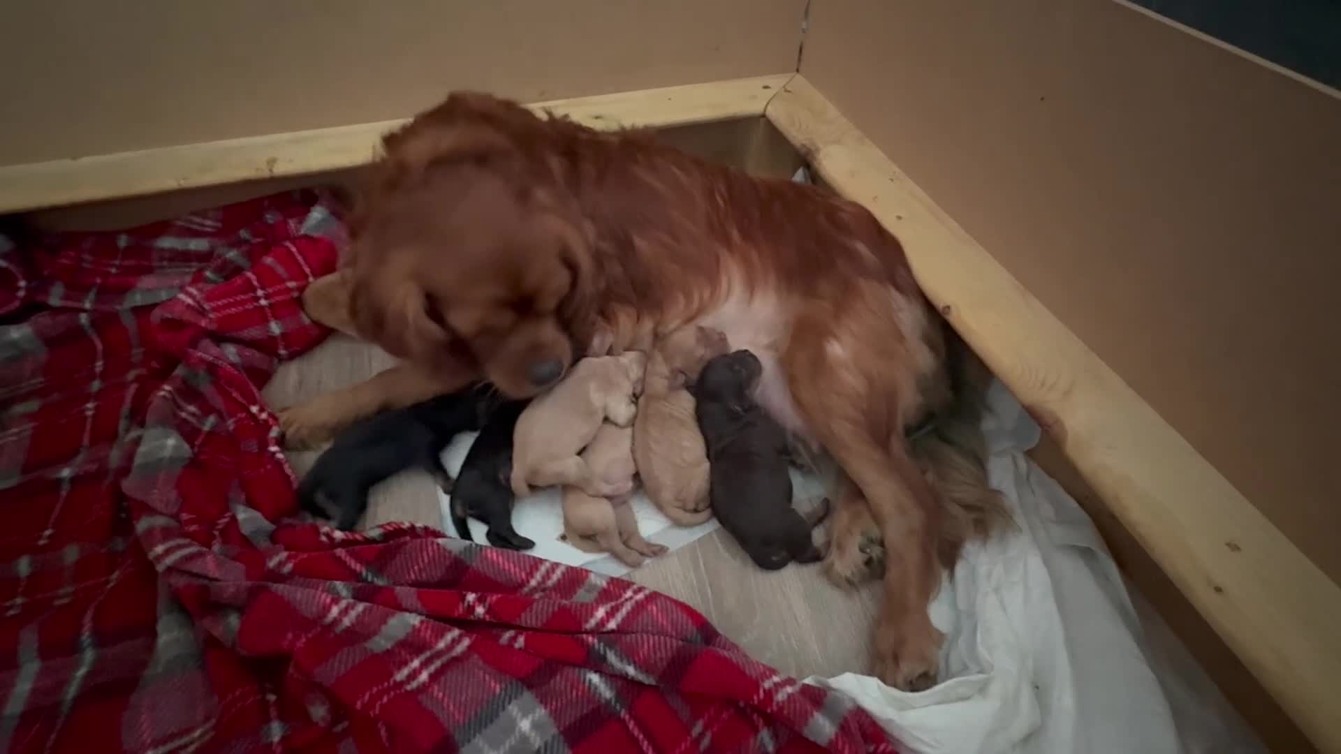 Cavapoo dogs for sale: Stunning F1 Cavapoo Puppies  - Video 1