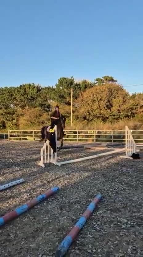 Other Breed horses for sale: 15.3h Bay gelding allrounder   - Video 3