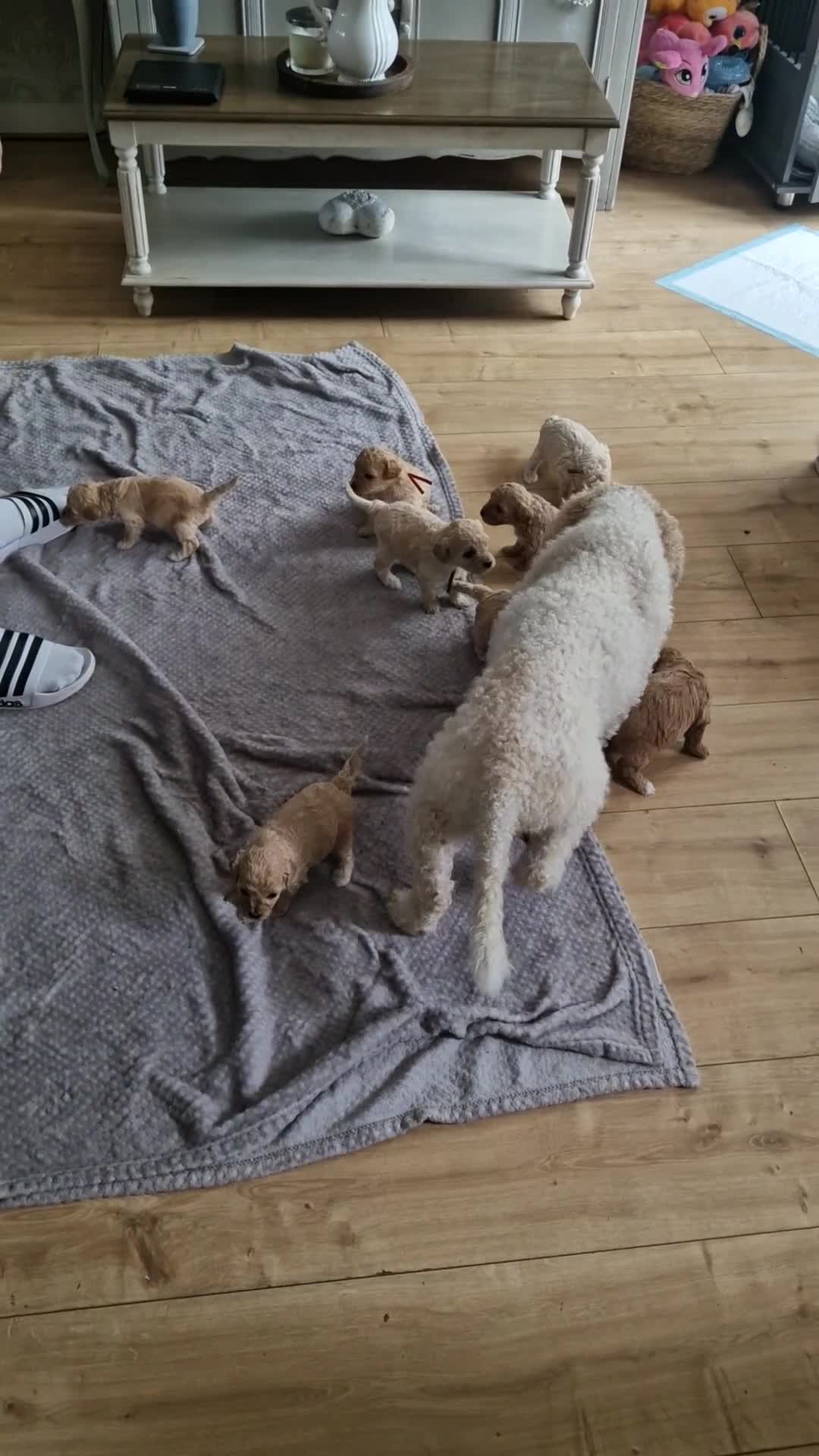 Cavapoo dogs for sale: Beautiful Cavapoo pups - Video 3