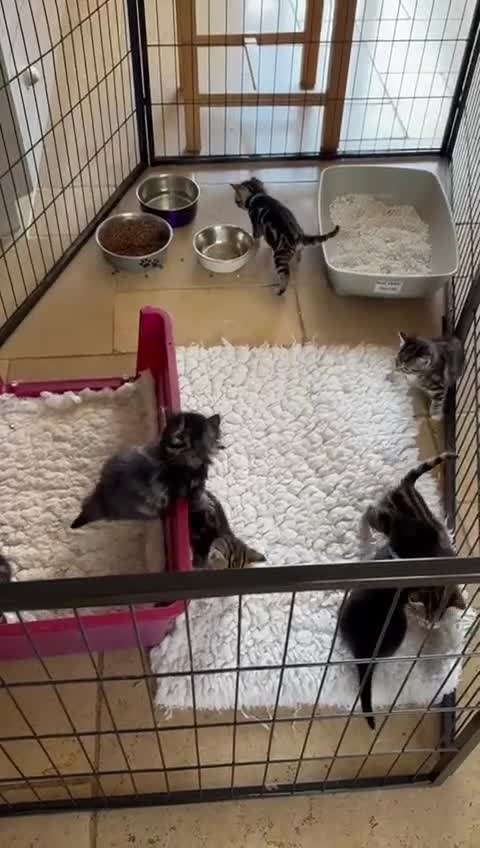 British Shorthair cats for sale: Beautiful playful kittens  - Video 1