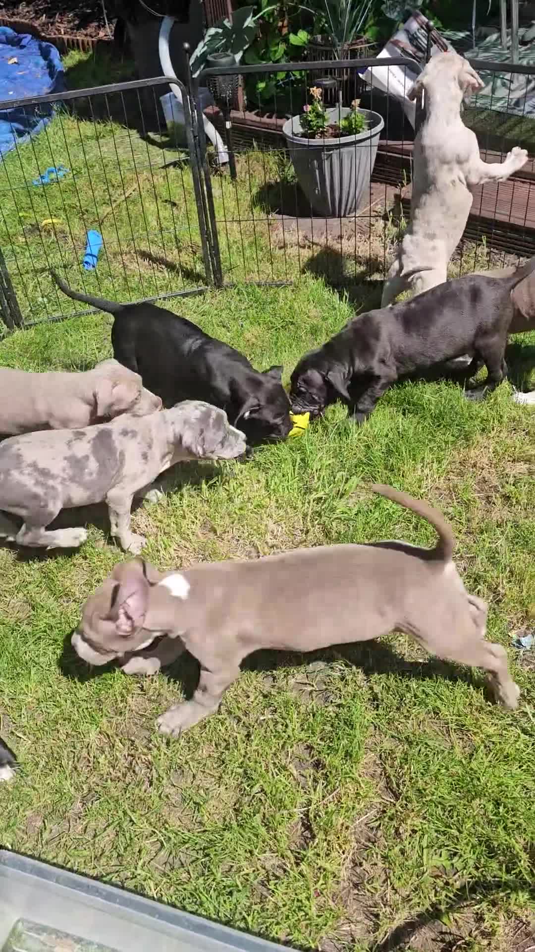 Mixed Breed dogs for sale: Stunning nam x Puppies Blue, Merle Dilute Lines - Video 1