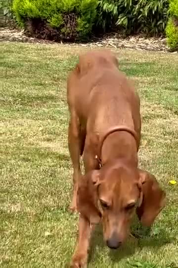 Segugio Italiano dogs for adoption: Duffy – 3 yr old boy, Striking Segugio Italiano X - Video 3