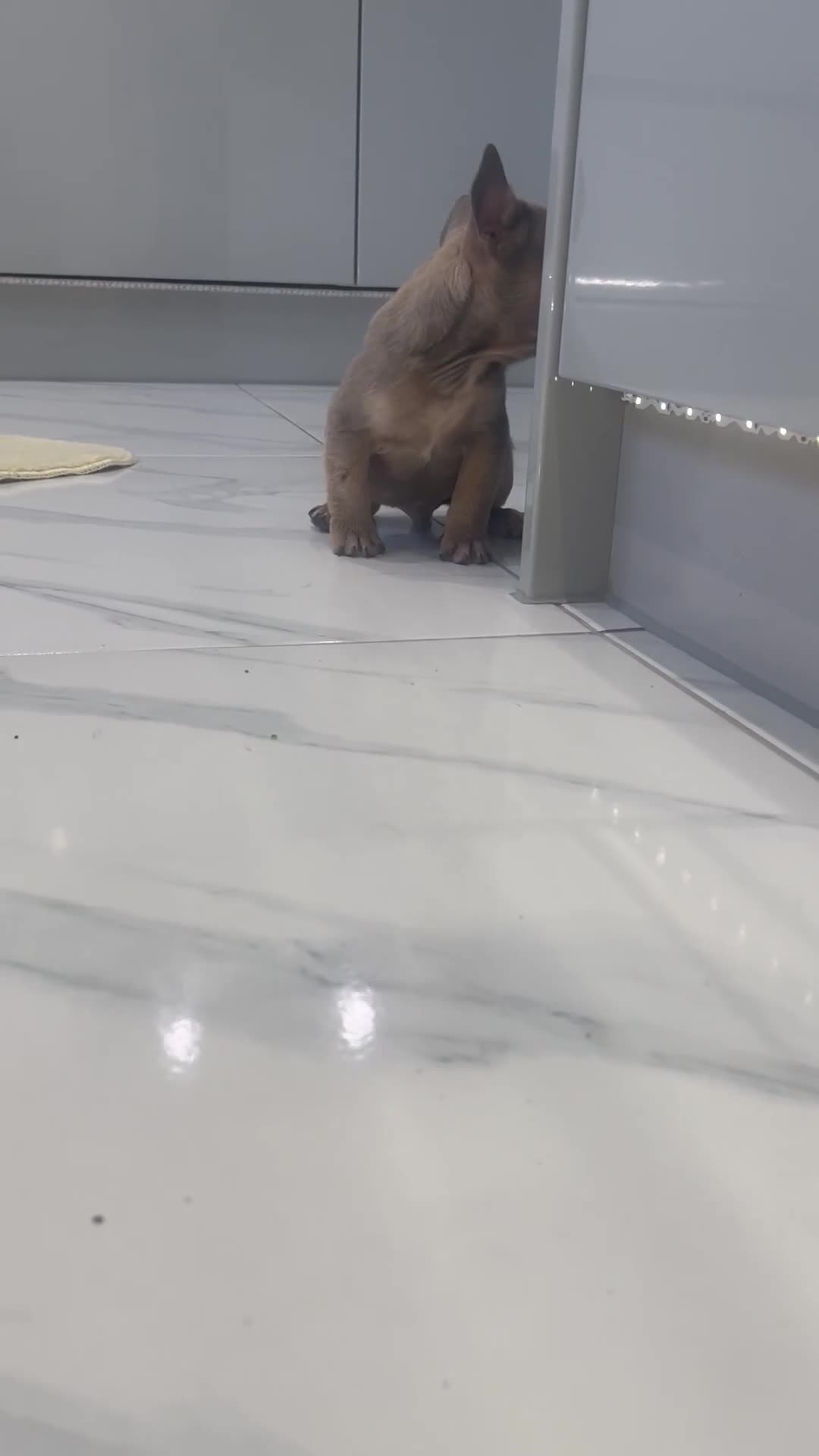 French Bulldog dogs for sale: Ready now!!! Reduce in price  - Video 3