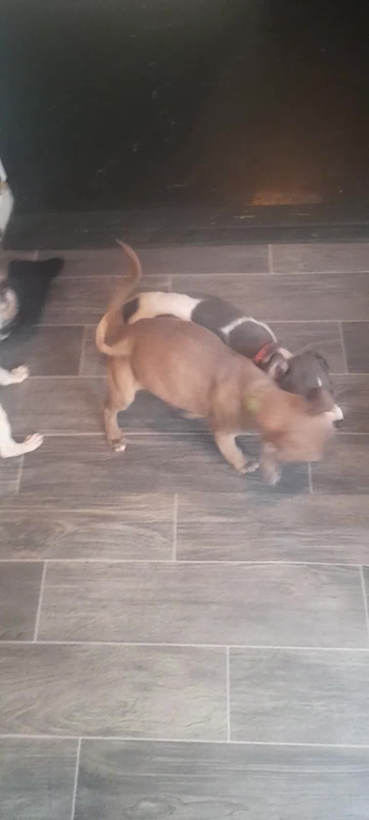 Whippet dogs for sale: Kc registered whippet pups 2 boys left - Video 3