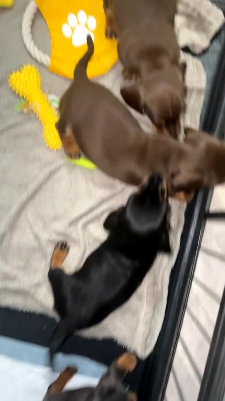 Miniature Dachshund dogs for sale: 3 girl miniature dachshunds  - Video 2
