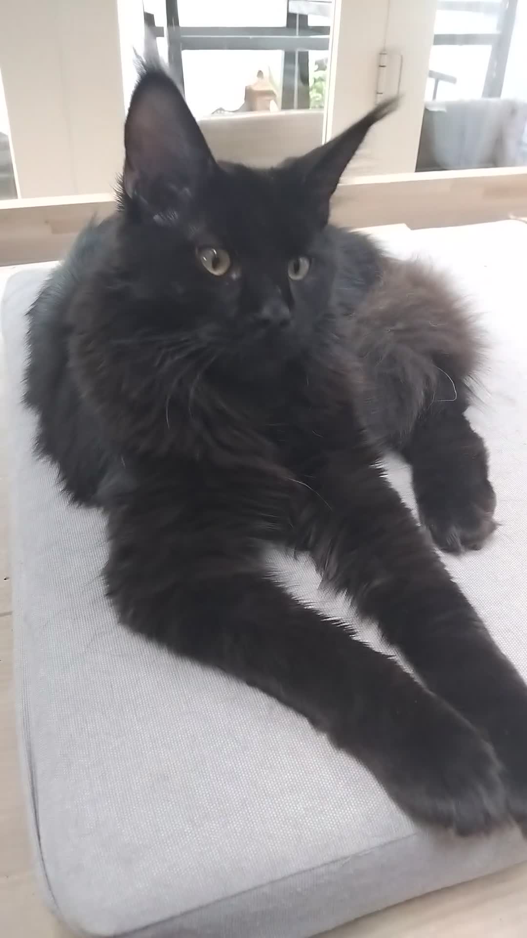 Maine Coon cats for sale: Big size maine coon, black with white in Orpington - Video 2