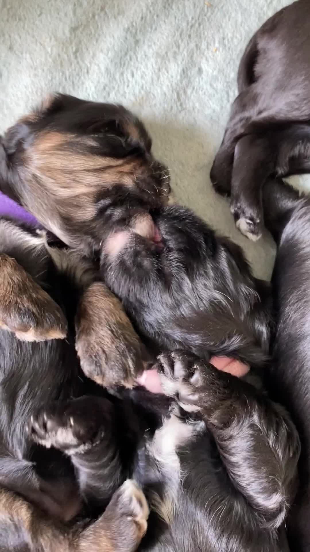 Mixed Breed dogs for sale: Cavapoo puppies - Video 1