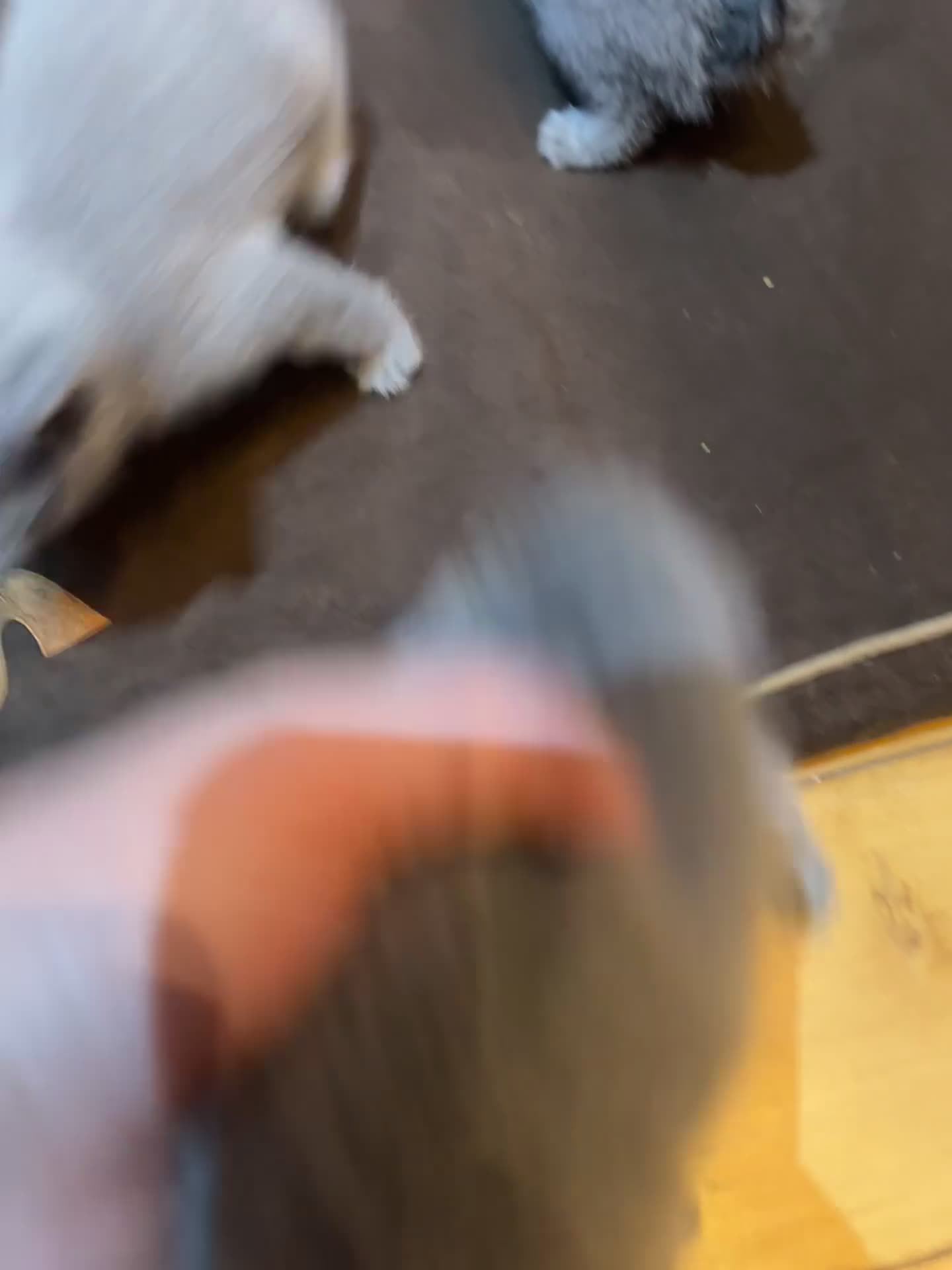 Russian Blue cats for sale: Adorable Russian blue kitten champion bloodline - Video 4