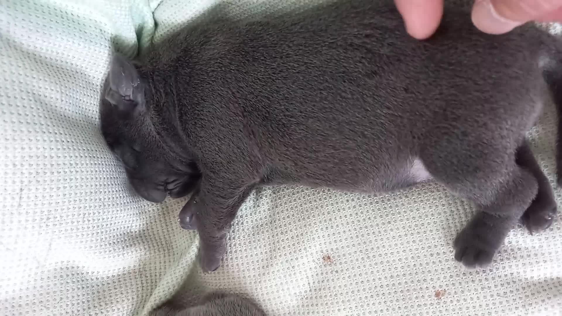 Staffordshire Bull Terrier dogs for sale: Blue Staffordshire Bull Terrier  in Buxton - Video 1