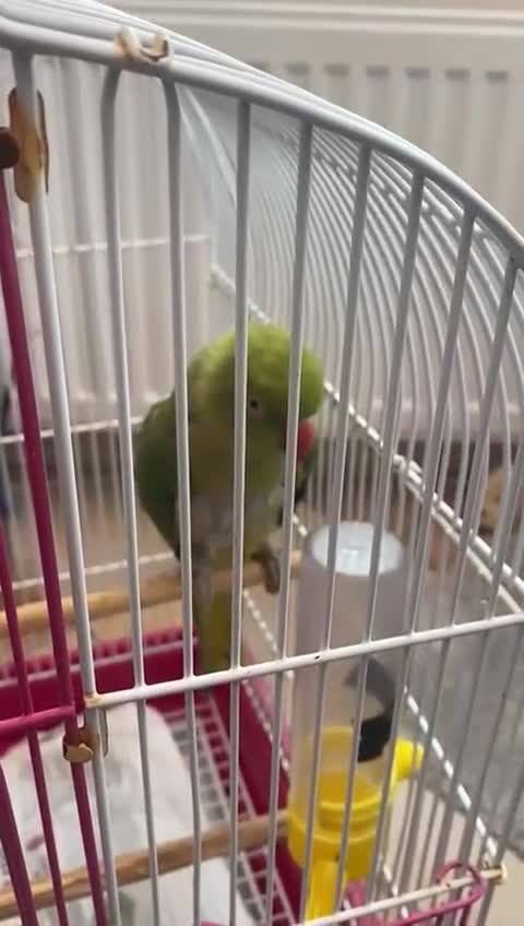 Ringnecks birds for sale: Ring neck Indian parrot  - Video 3