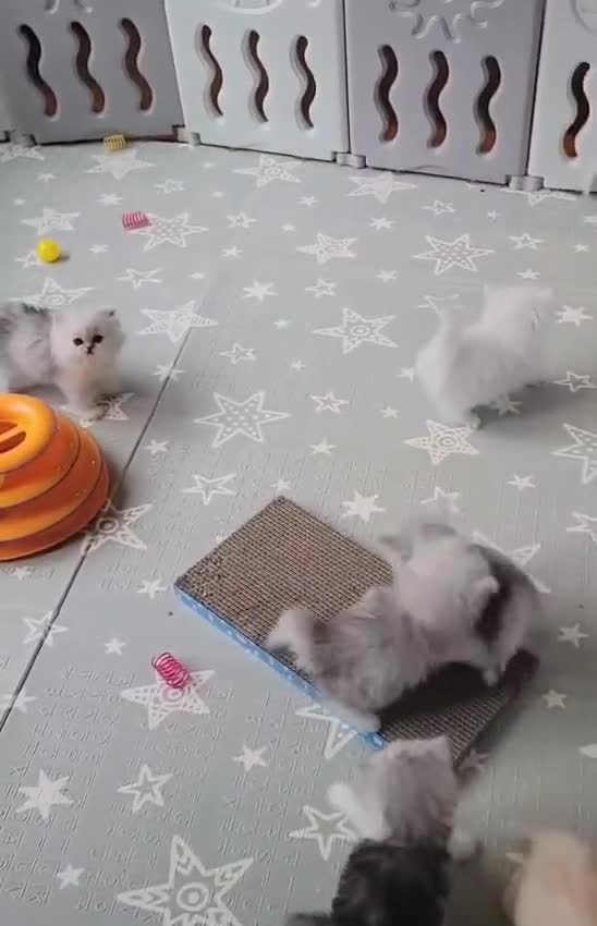 Persian cats for sale: Persian kittens - Video 1