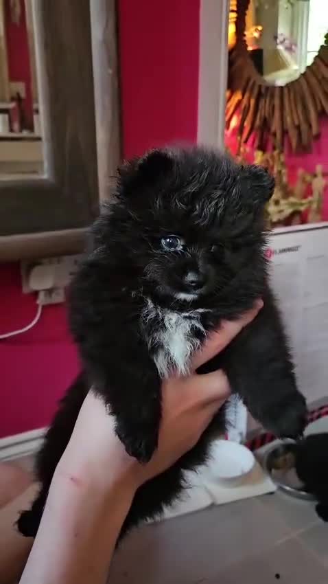 Pomeranian dogs for sale: Beautiful black pomeranian puppies - Video 3