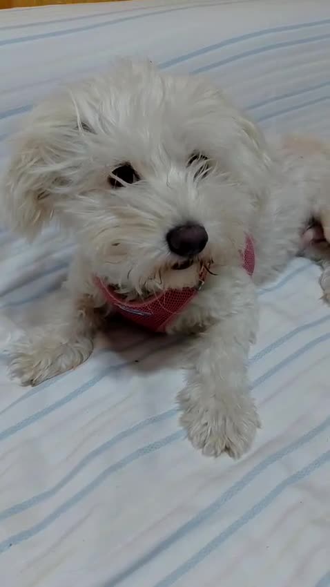Bichon Frise dogs for adoption: ROMINA - a Beautiful Bichon Girl for a Loving Home - Video 1