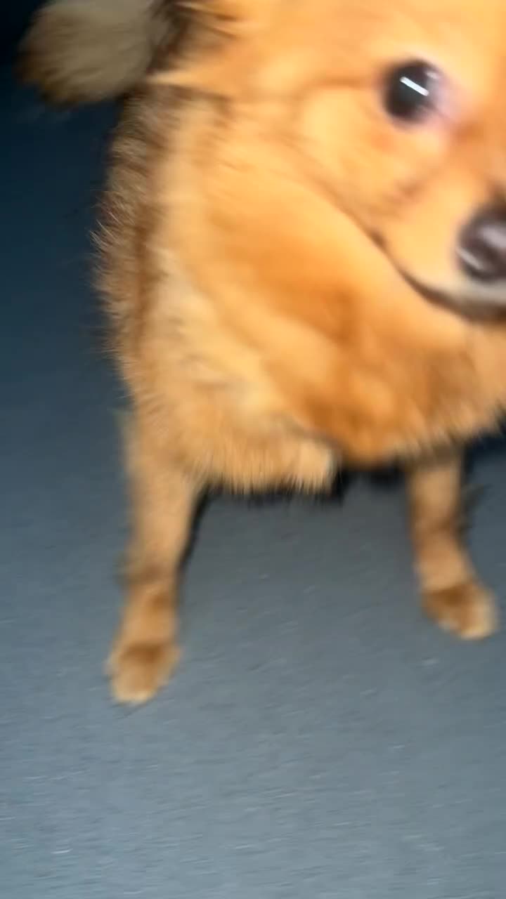 Pomeranian dogs for sale: Pomeranian - Video 1