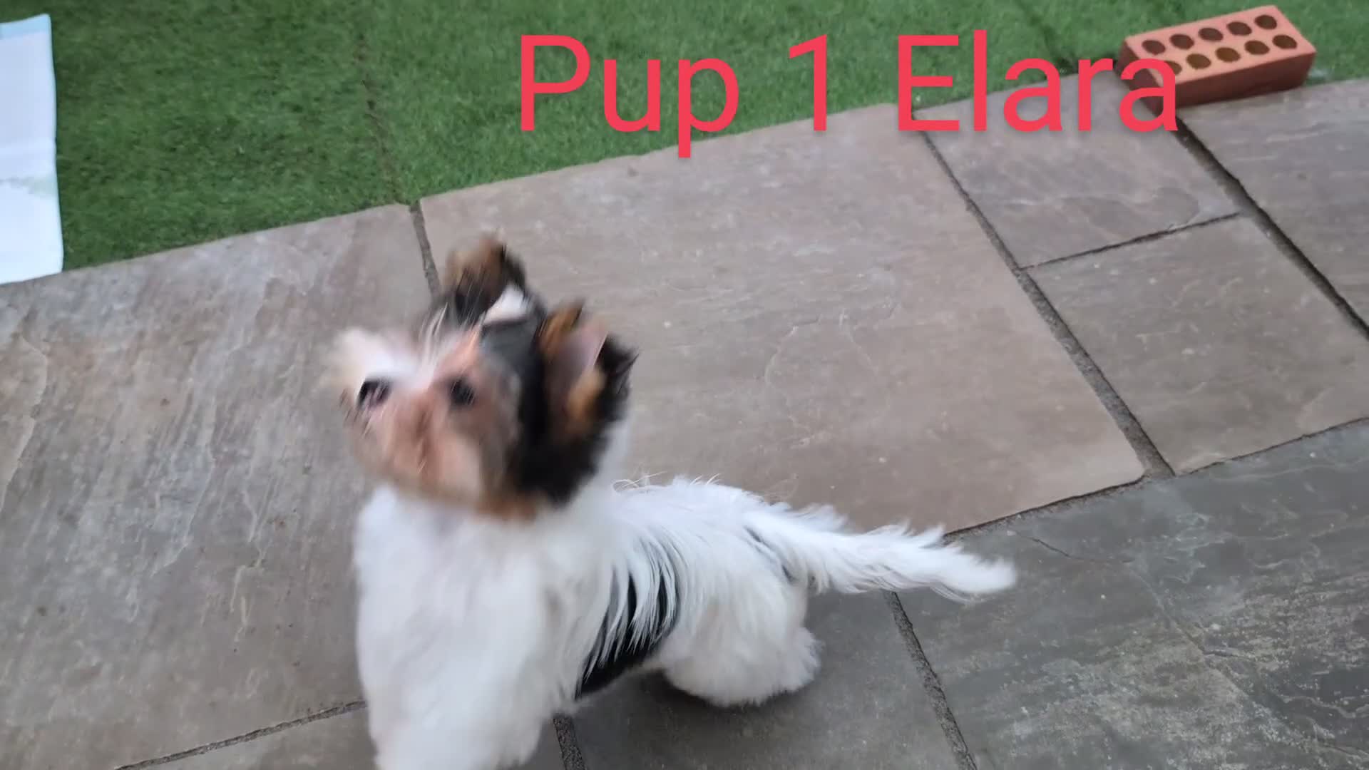 Biewer Terrier dogs for sale: Biewer - Video 1