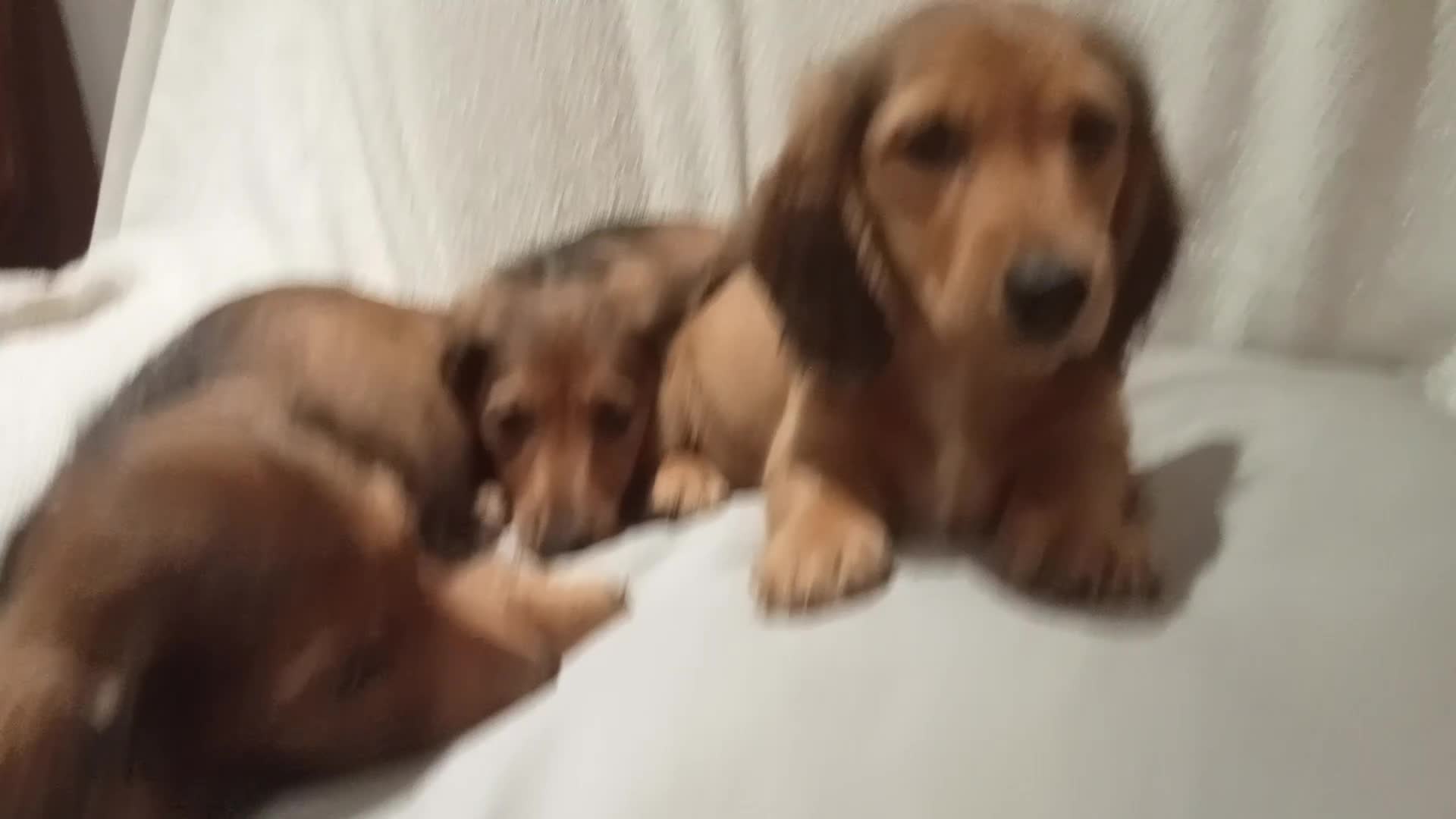 Miniature Dachshund dogs for sale: Miniature long haired dachshund puppies  in Omagh - Video 1