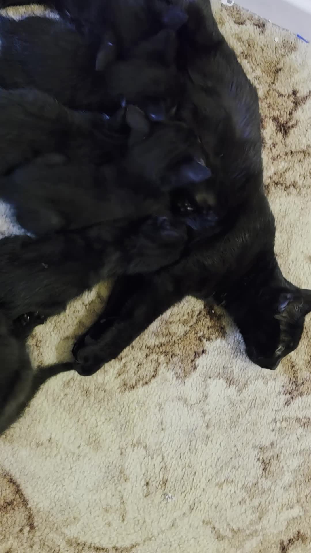 Mixed Breed cats for sale: 5 kittens and 1 cat in Wolverhampton - Video 1