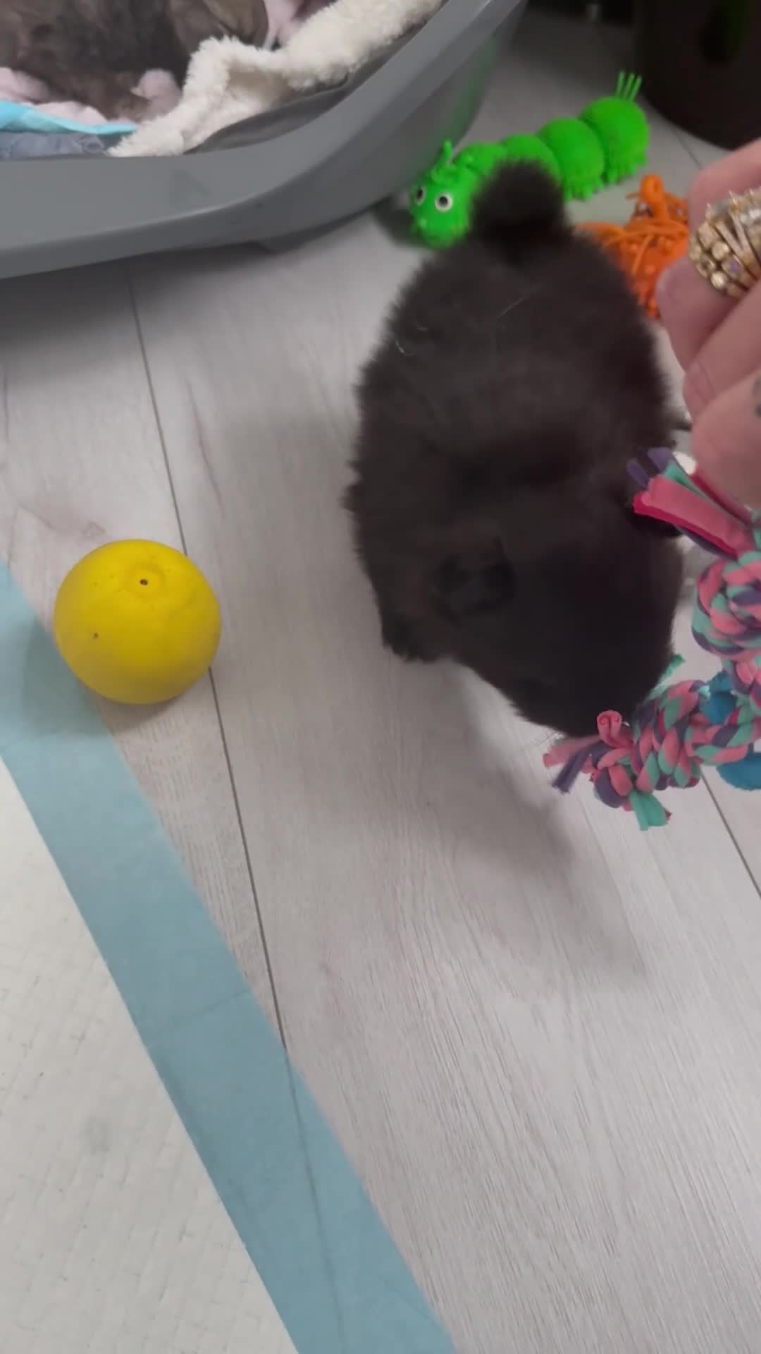 Pomeranian dogs for sale: Tiny Pomeranians - only boy left  - Video 1